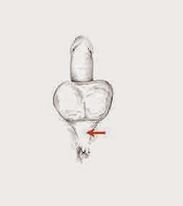 muscles de puissance et leur tension pour augmenter la puissance